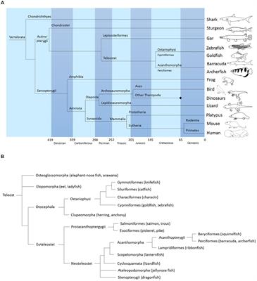 The Brain of the Archerfish Toxotes chatareus: A Nissl-Based Neuroanatomical Atlas and Catecholaminergic/Cholinergic Systems